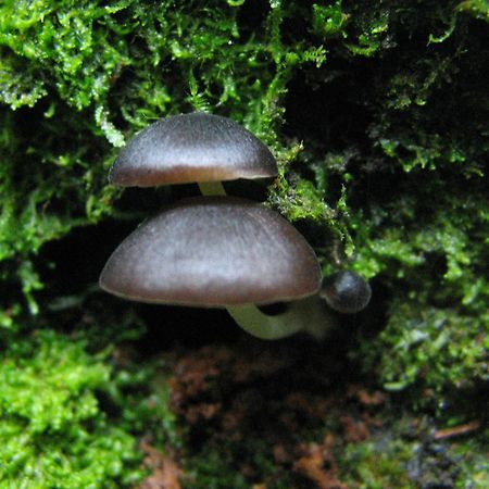 Santuario Ecologico Monteverde Exteriör bild