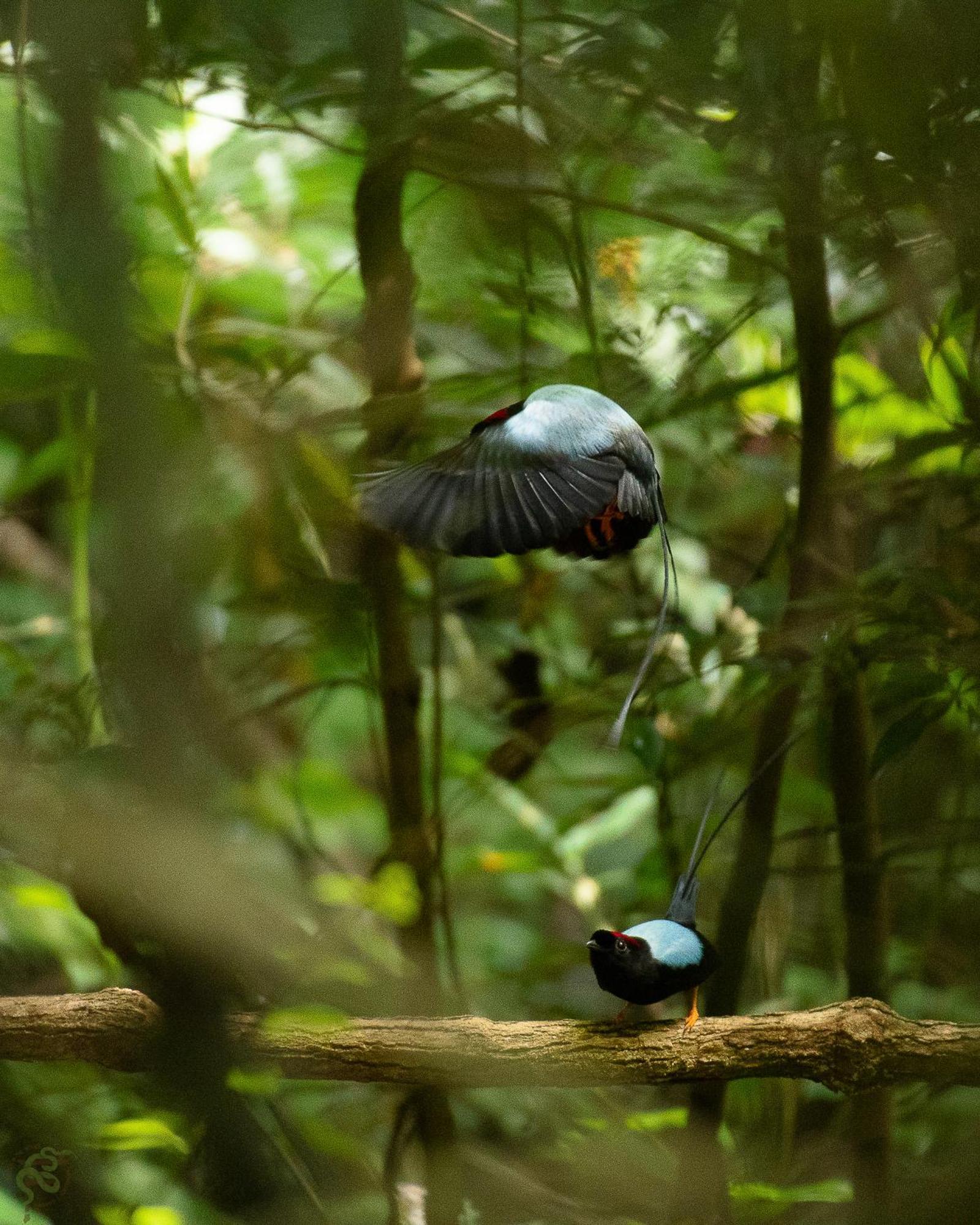Santuario Ecologico Monteverde Exteriör bild